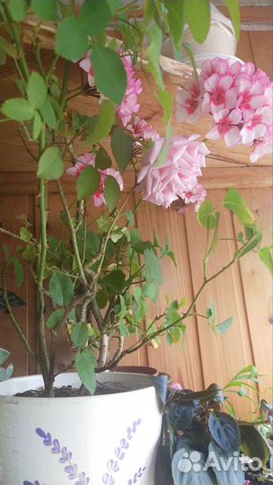 Бенгальская ароматная роза и фикусы разных видов