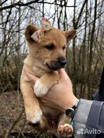 Щенки в добрые руки