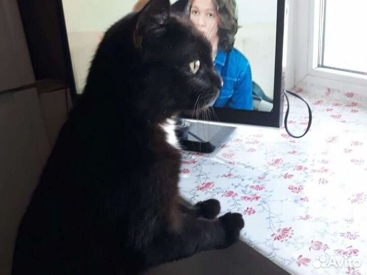 Кошка в дар