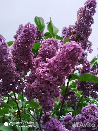 Сирень сортовая. Бронь