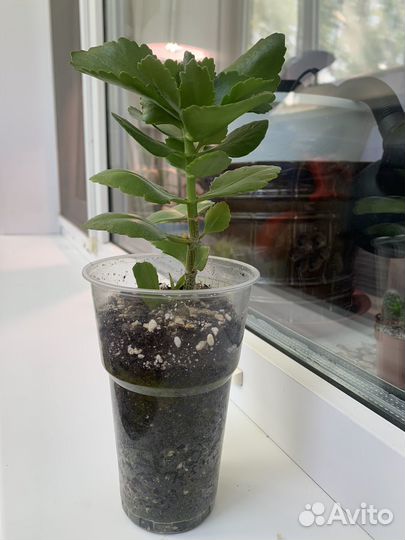 Каланхоэ цветущий D9,5 cm