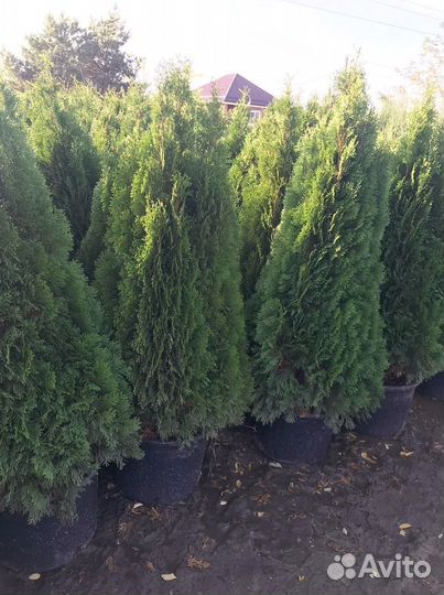 Туя Смарагд