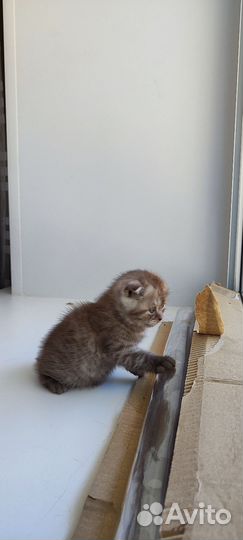 Шотландская кошка