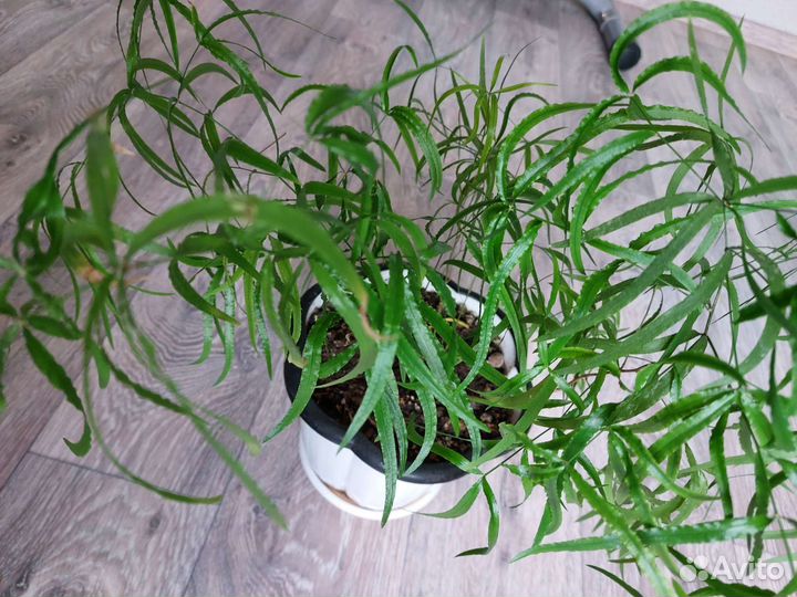 Цветы комнатные