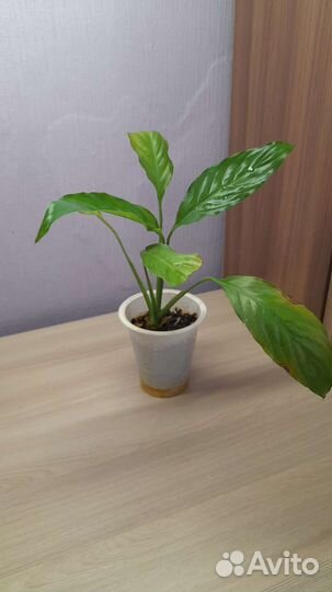 Комнатные цветы