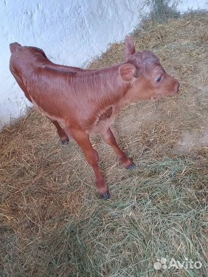 Продается телочка