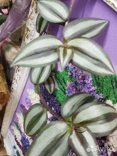 Комнатный цеты