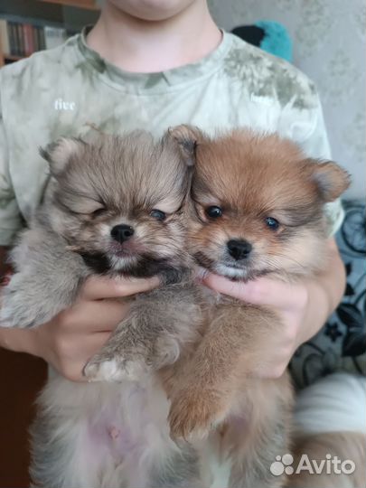 Продажа щенков шпица