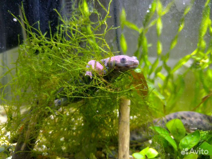Тритоны + анубиас