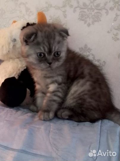 Шотландский мальчик