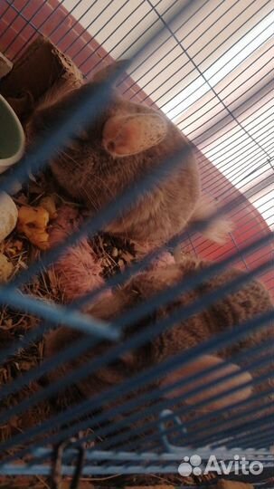 Декоративная крыса в добрые руки