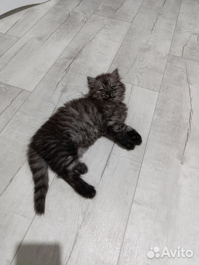 Котенок от британской кошки