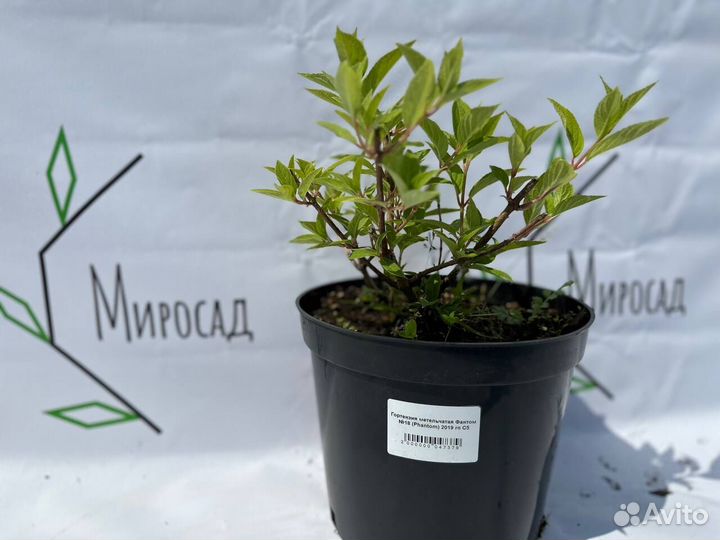 Гортензия фантом