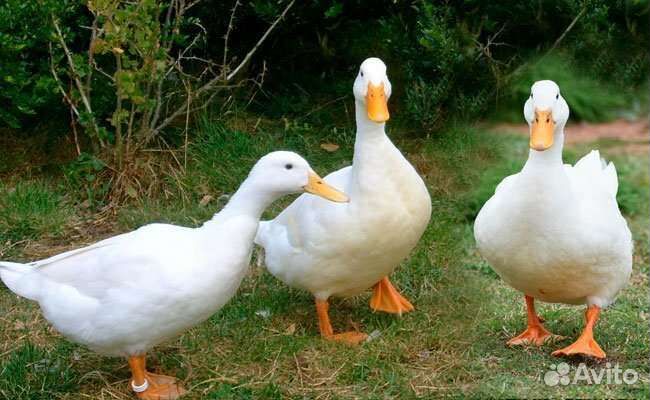 Инкуб. яйцо сельскохозяйственной птицы