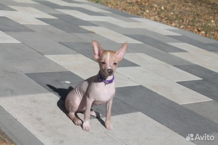 Ксолоитцкуинтли мини(мексиканская голая собака)