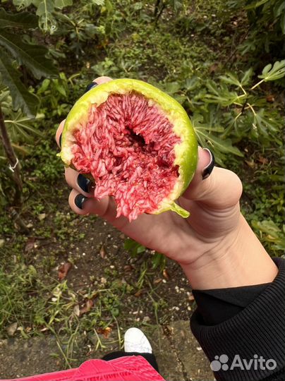 Саженцы инжира