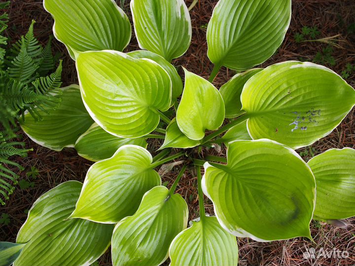 Хосты гиганты