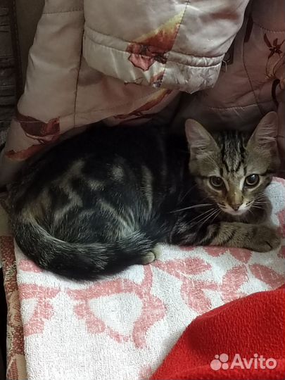 Котята разных возрастов