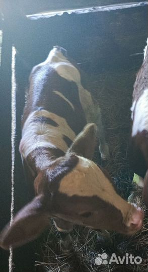 Продам телят