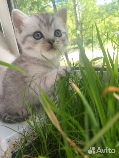 Британская