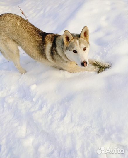 Щенок-подросток