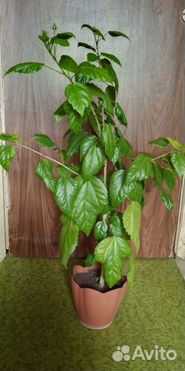 Китайская роза высотой 1 м с бутонами