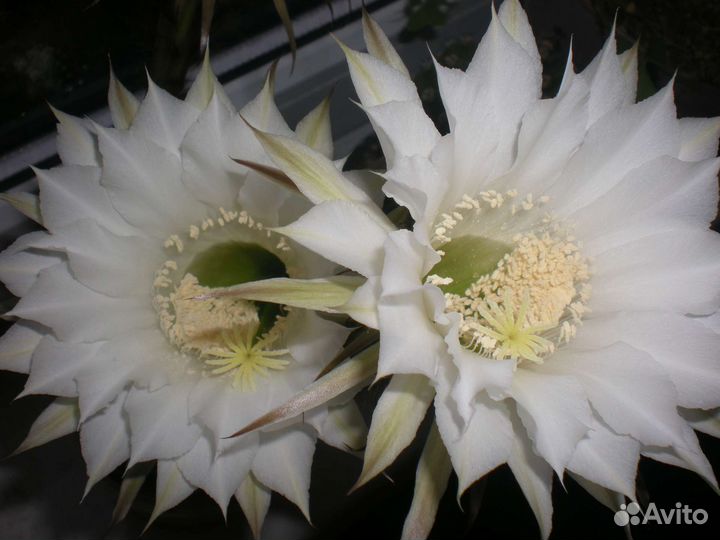 Суккуленты,Агава,кактусы