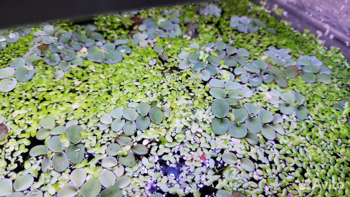 Ряска, валлиснерия, яванский мох