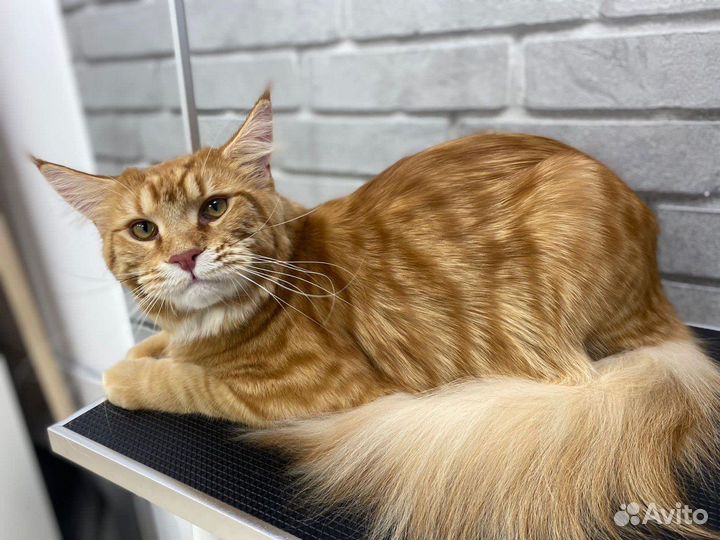 Стрижка кошек с выездом на дом