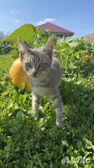 Котики в добрые руки