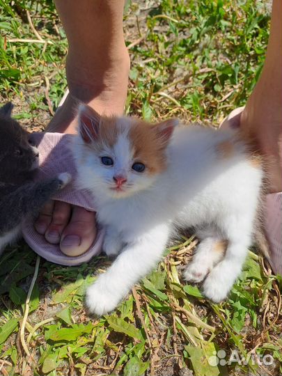 Котёнок дар бесплатно
