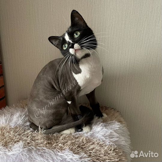 Стрижка кошек с выездом на дом,опытный грумер