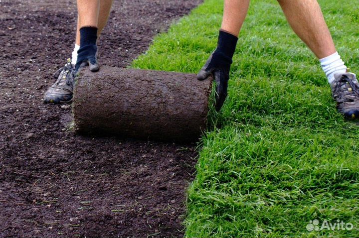 Газон под ключ. Озеленение участка