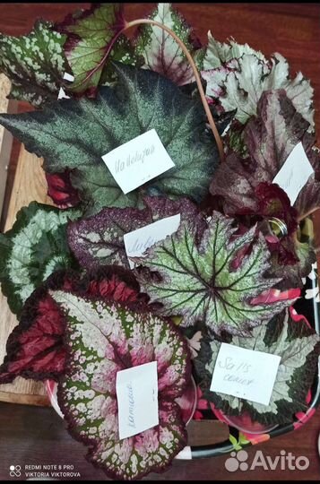 Детки и листья Бегоний разных