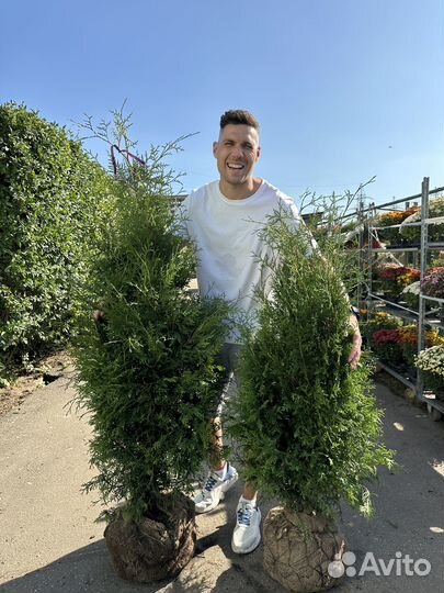 Туя Брабант