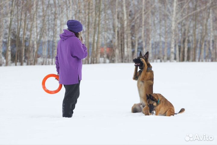 Кинолог, дрессировка собак