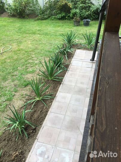 Юкка садовая