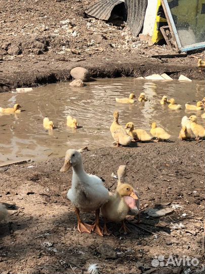 Продам пекинских уток (cros53), Яйцо инкубационное