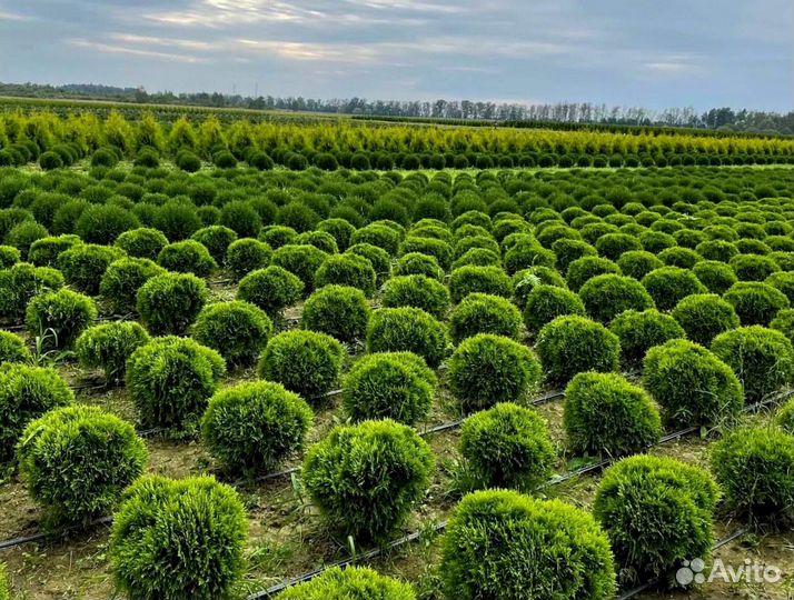 Купите Тую Смарагд для вашего сада