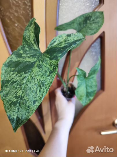 Сингониум моттлед