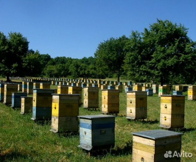 2024 Мёд натуральный с Алтая опт