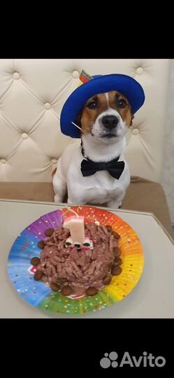 Вязка джек Рассел терьер