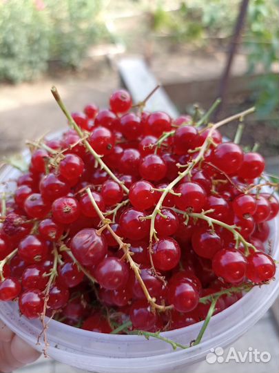 Красная смородина 150