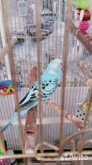 Пара волнистых попугаев с большой клеткой