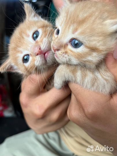 Котята в добрые руки бесплатно