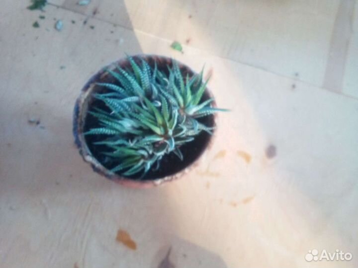 Комнатные цветы