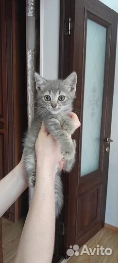 Котята