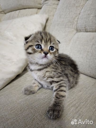 Продам шотландских котят