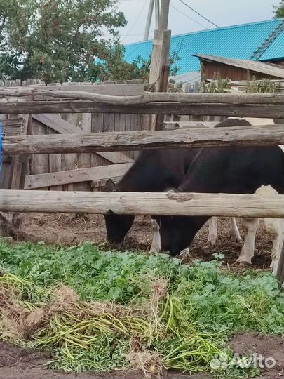 Корова молодая приучена к доильному аппарату