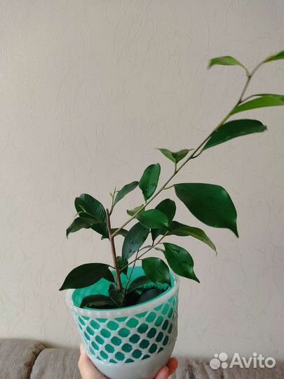 Фикус микрокарпа гинсенг